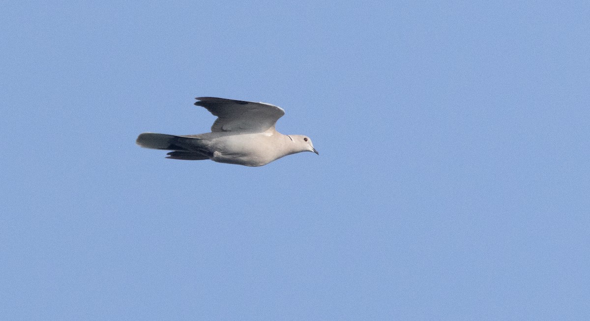 Eurasian Collared-Dove - ML641474624
