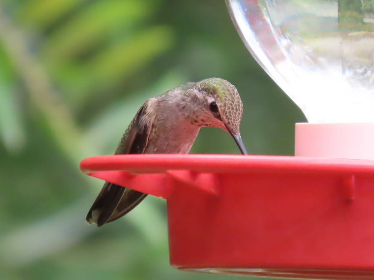 Anna's Hummingbird - ML641474625