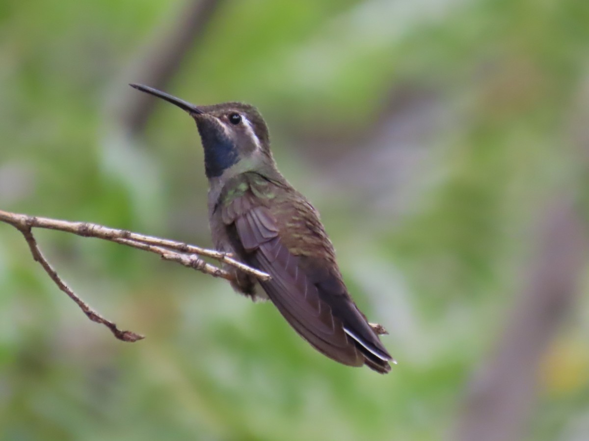 Blue-throated Mountain-gem - ML641474634