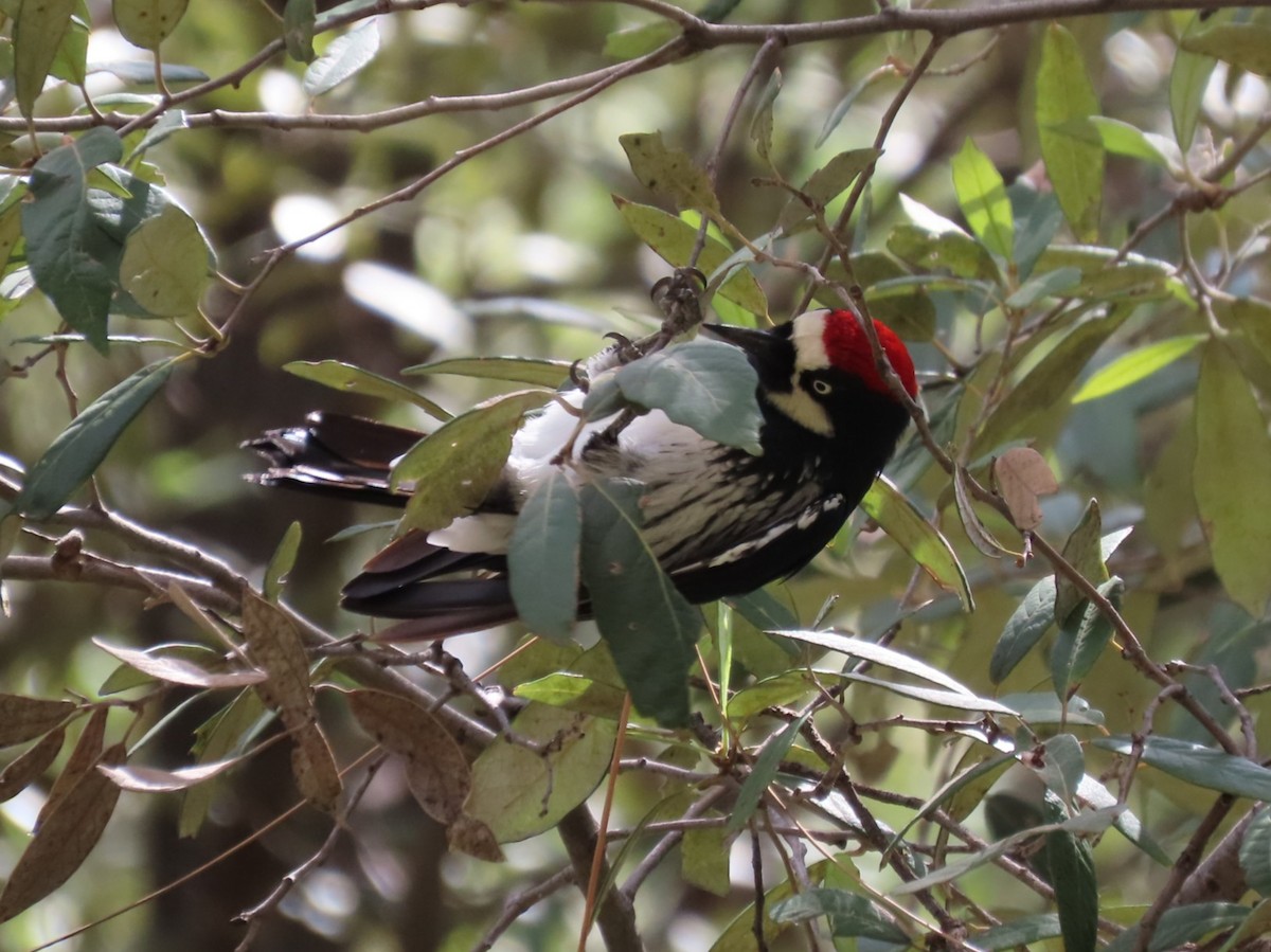 Acorn Woodpecker - ML641474655
