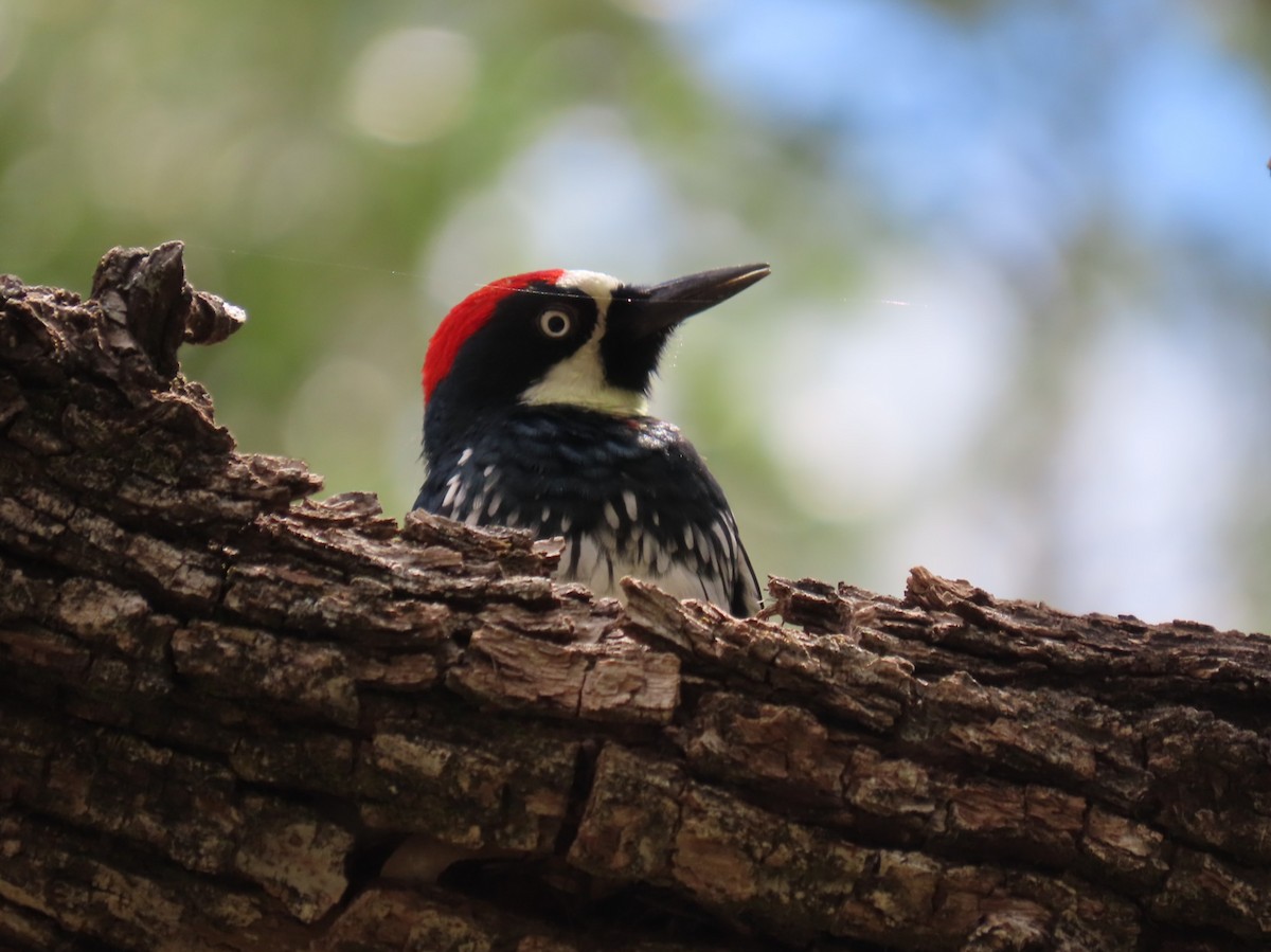 Acorn Woodpecker - ML641474656