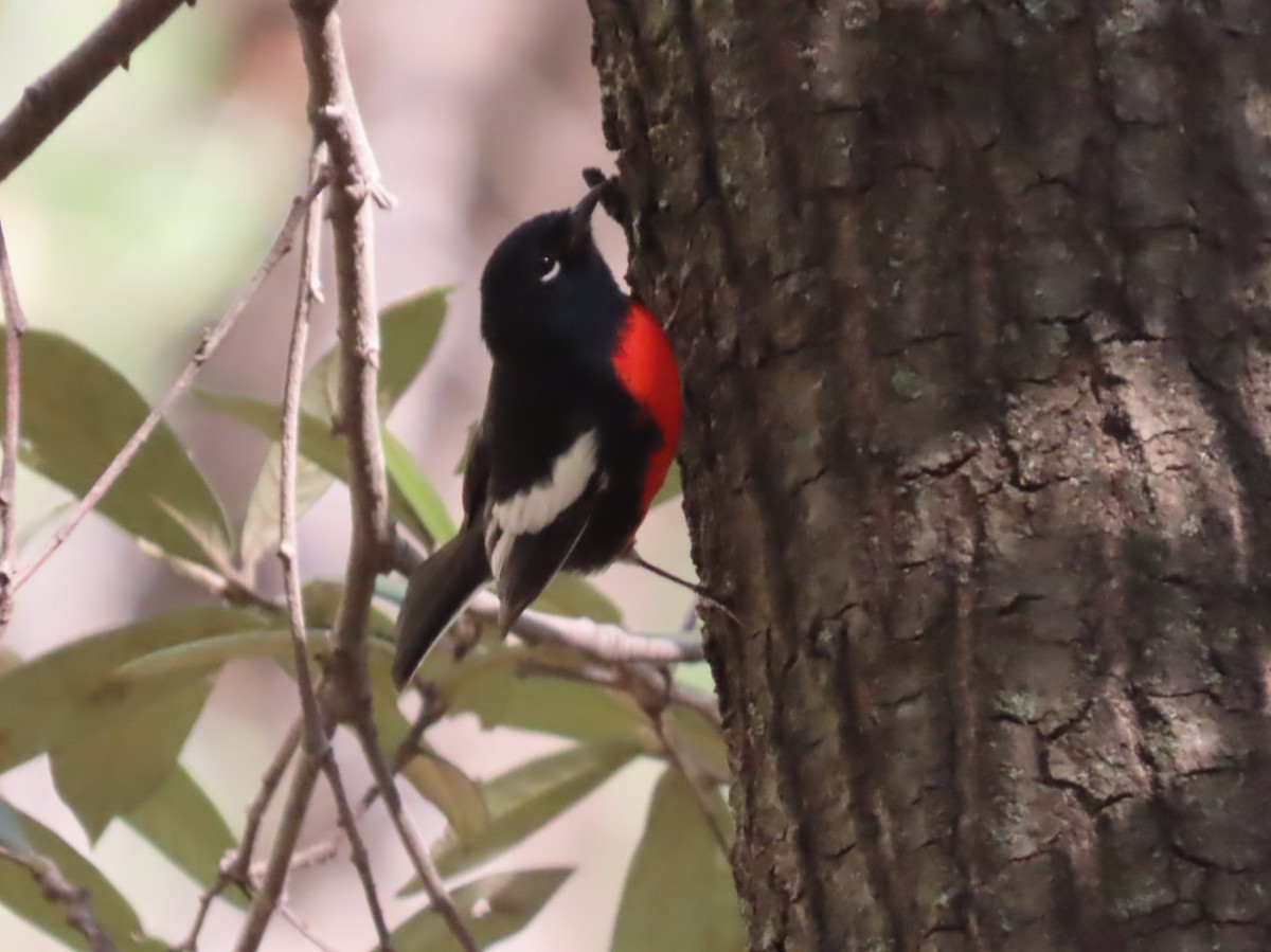 Painted Redstart - ML641474660