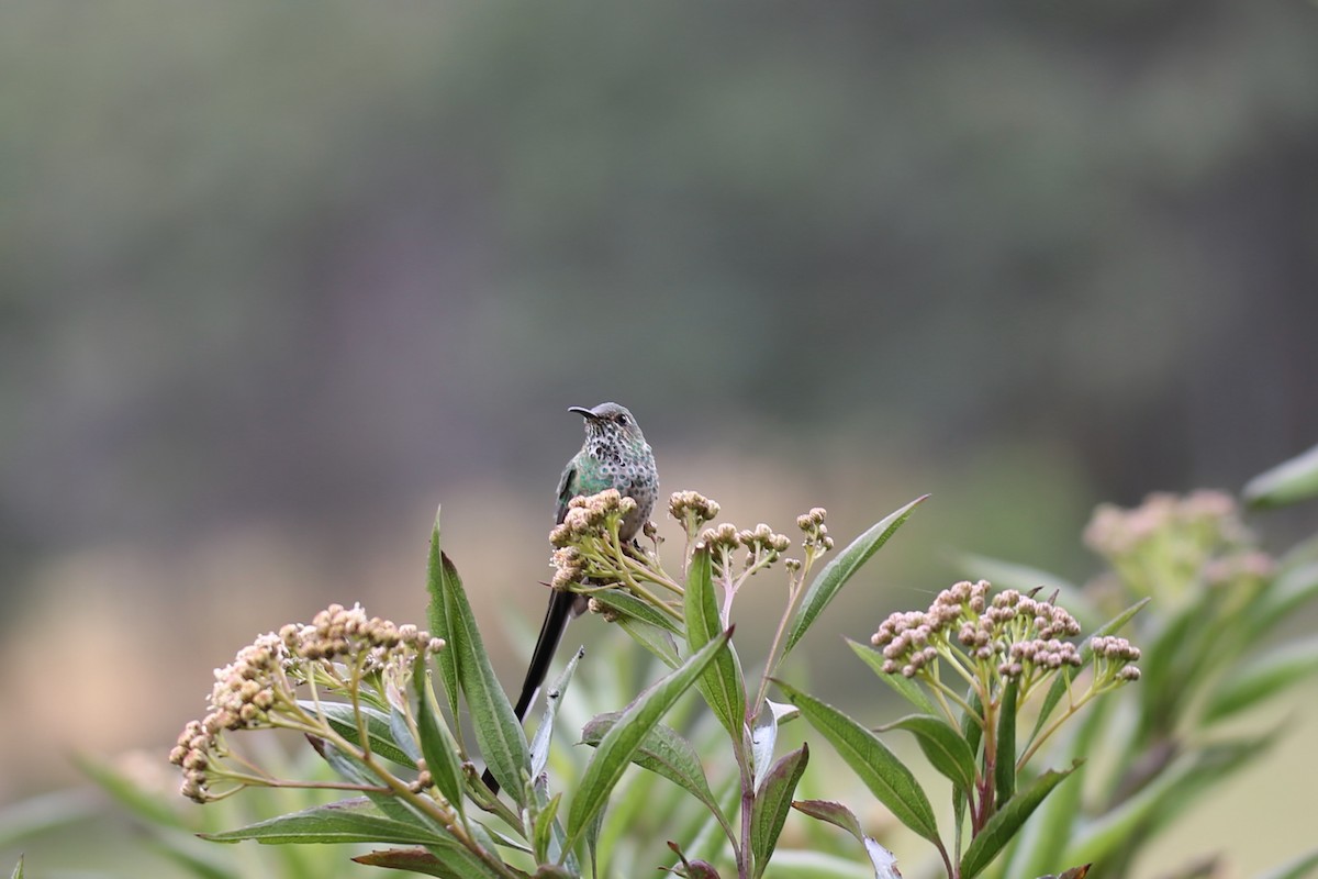 Black-tailed Trainbearer - ML641474661