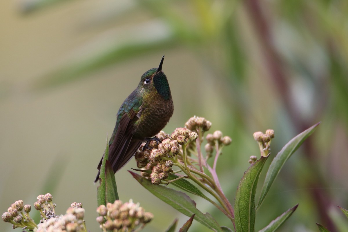 Tyrian Metaltail (Tyrian) - ML641474667