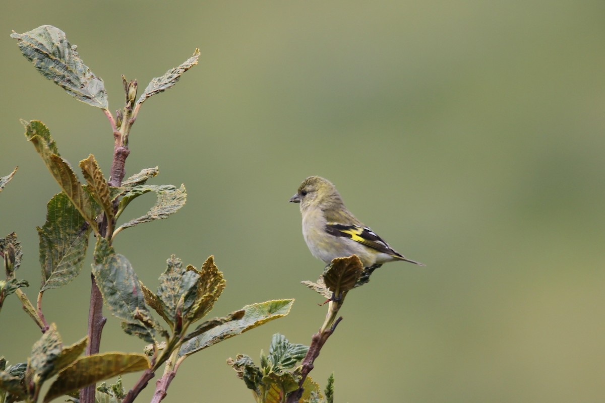 Hooded Siskin - ML641474682