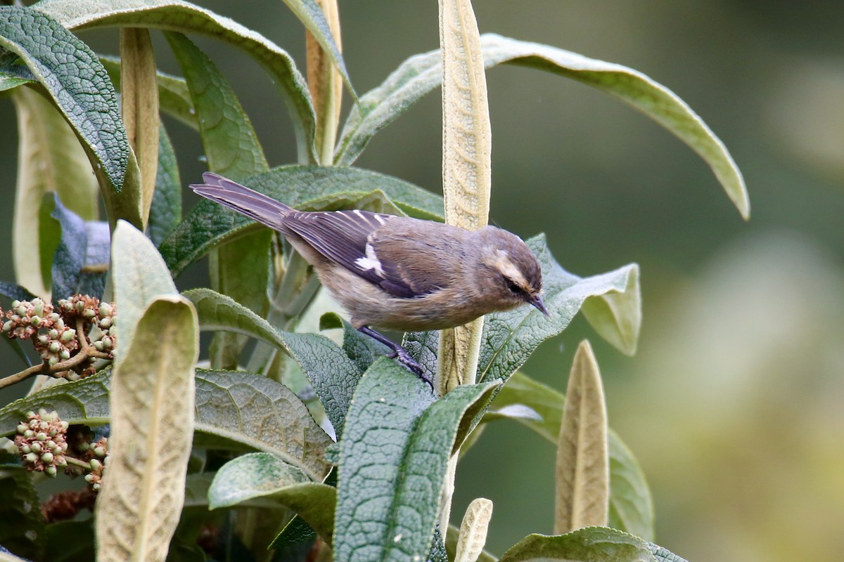 Cinereous Conebill - ML641474685