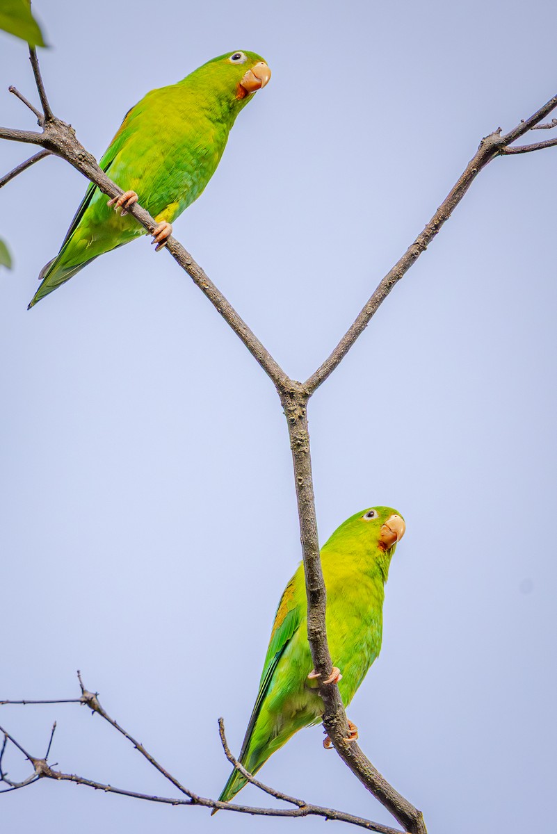 Orange-chinned Parakeet - ML641474701