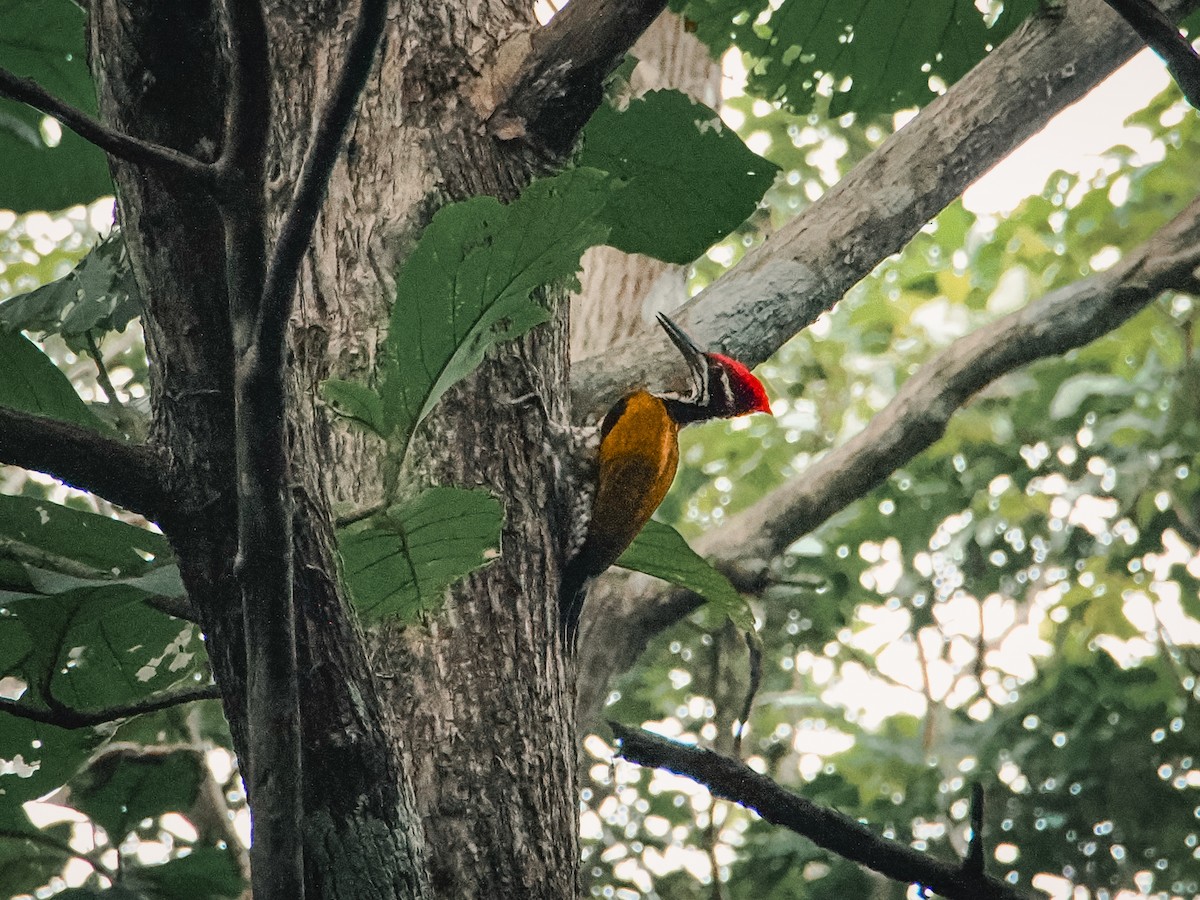 Greater Flameback - ML641474713