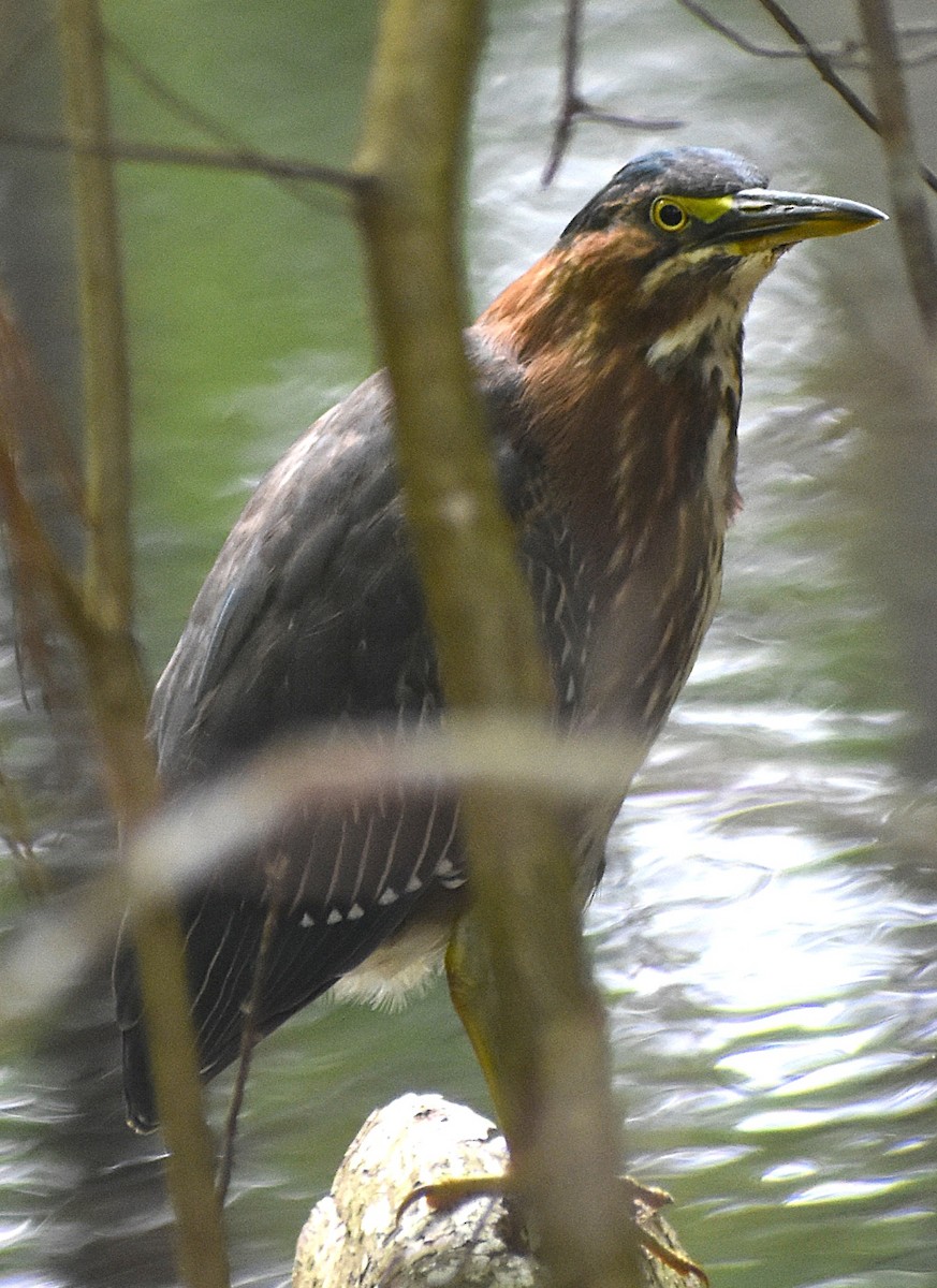 Green Heron - ML641474732