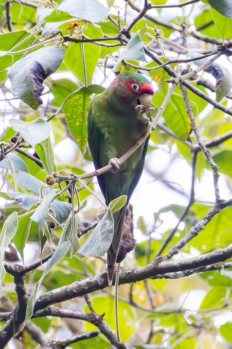 Mitred Parakeet - ML641474766