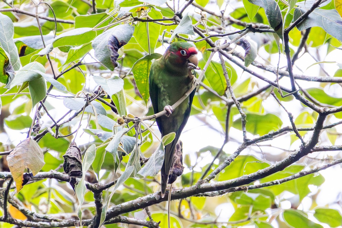 Mitred Parakeet - ML641474767