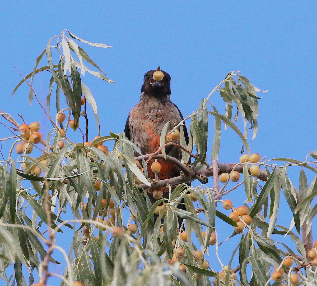 Lewis's Woodpecker - ML641474774