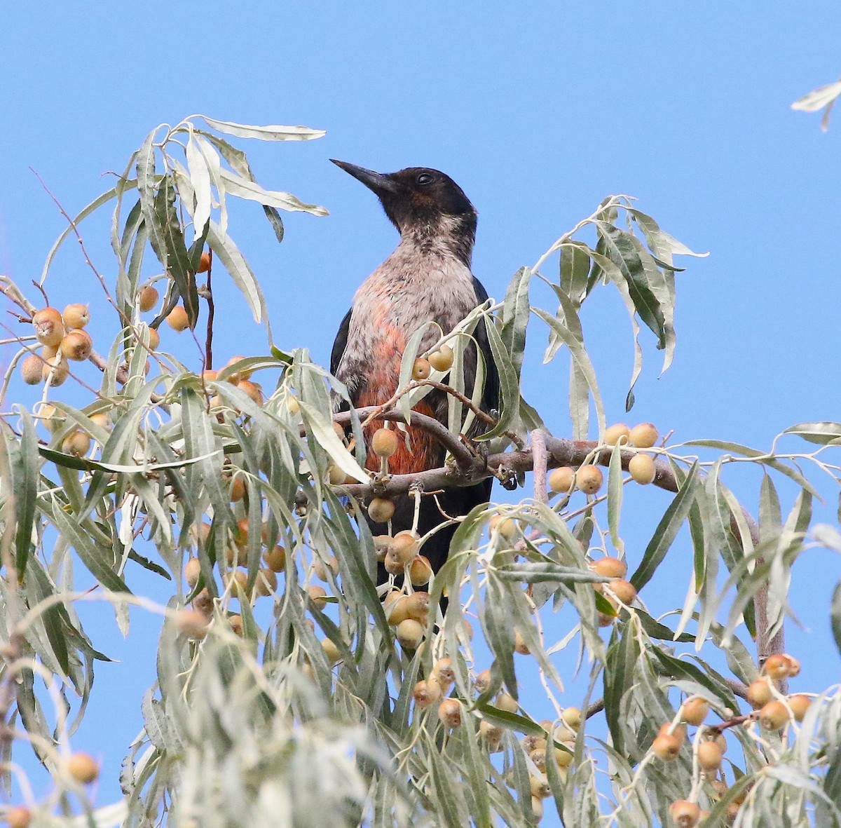 Lewis's Woodpecker - ML641474777