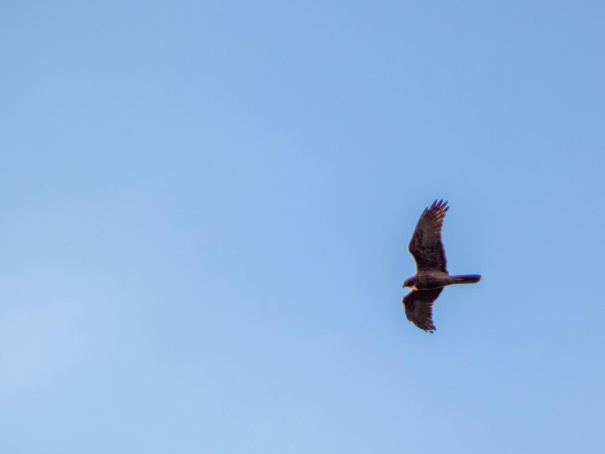 Swamp Harrier - ML641474783