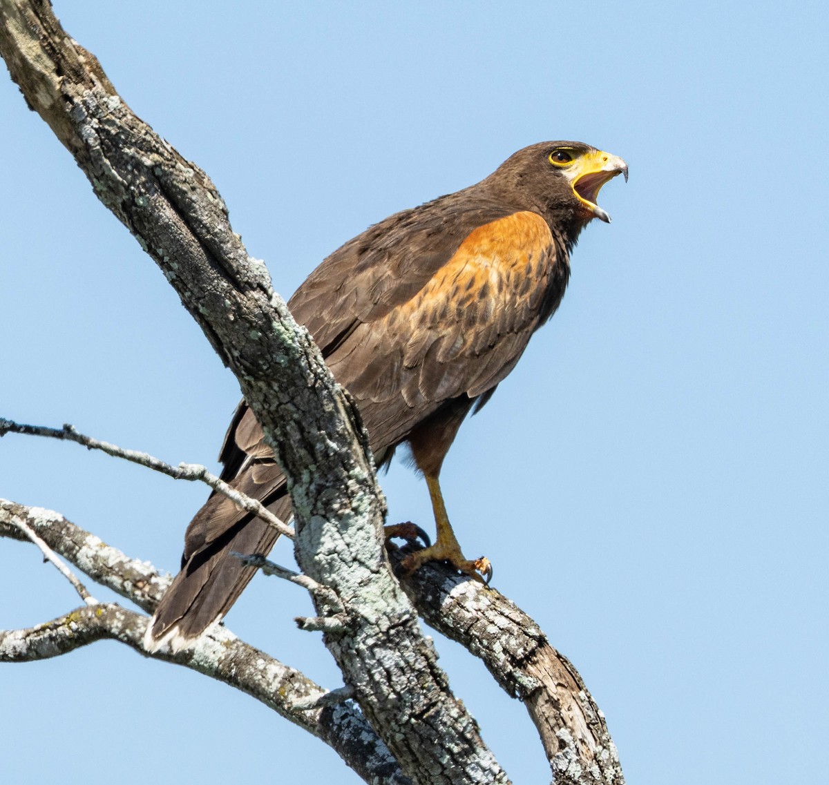 Орлиный канюк - ML641474784