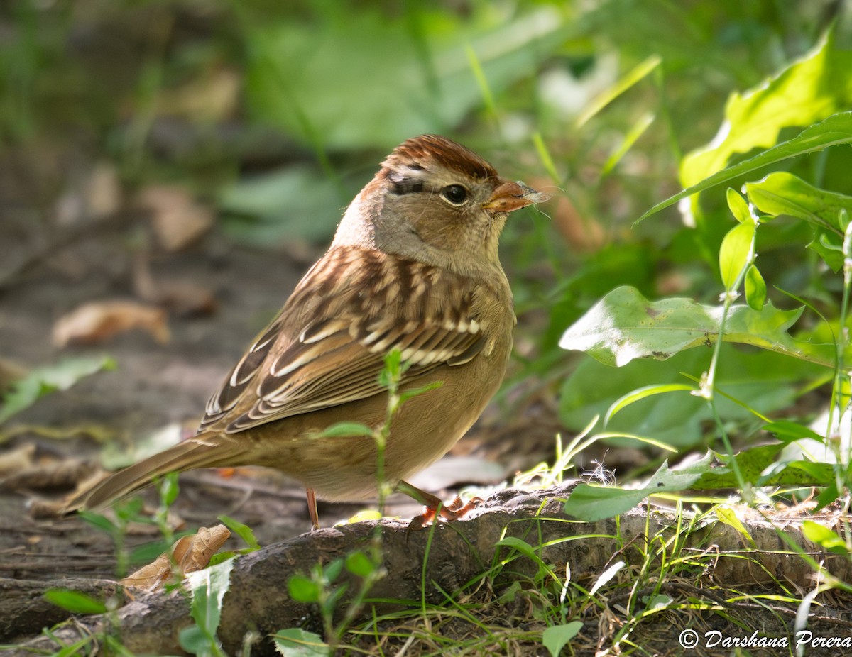 Chingolo Coroniblanco - ML641474786