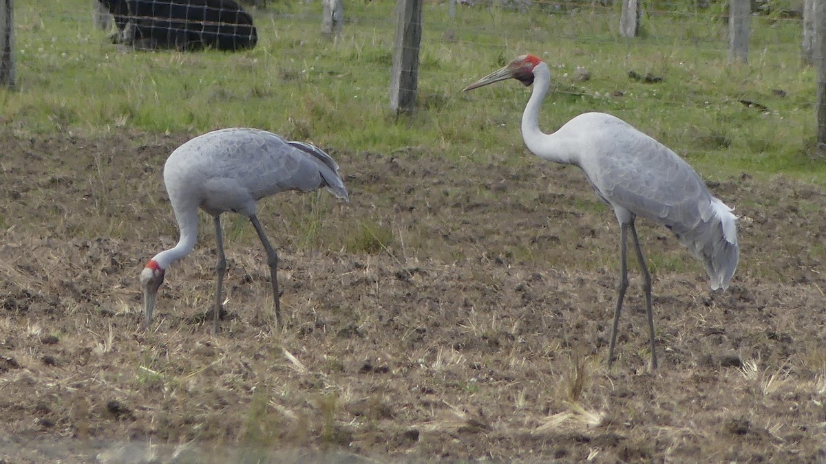 Brolga - ML641474788