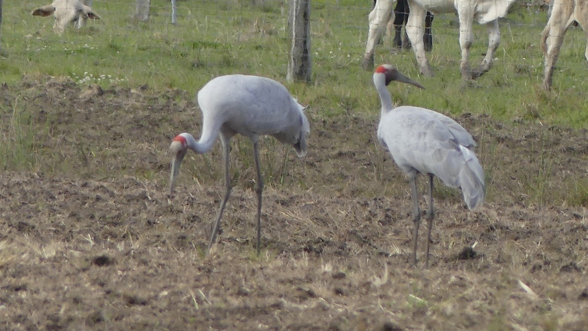 Brolga - ML641474789