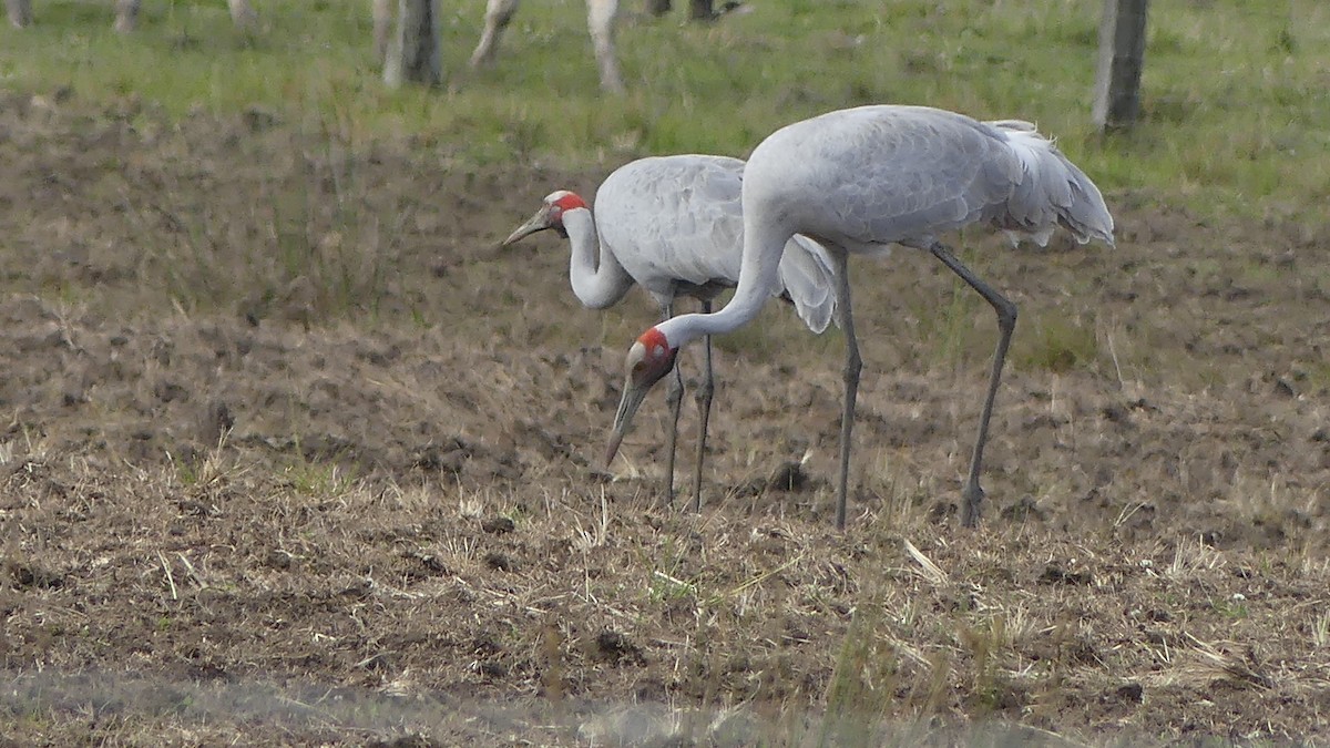 Brolga - ML641474790