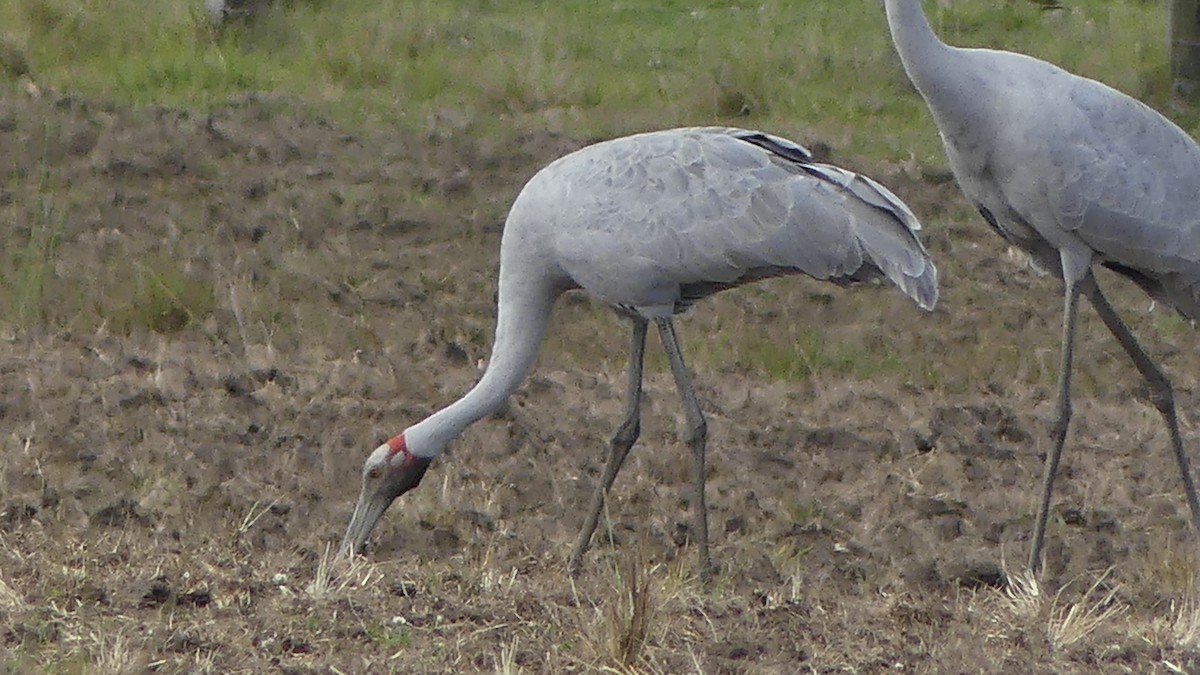 Brolga - ML641474791
