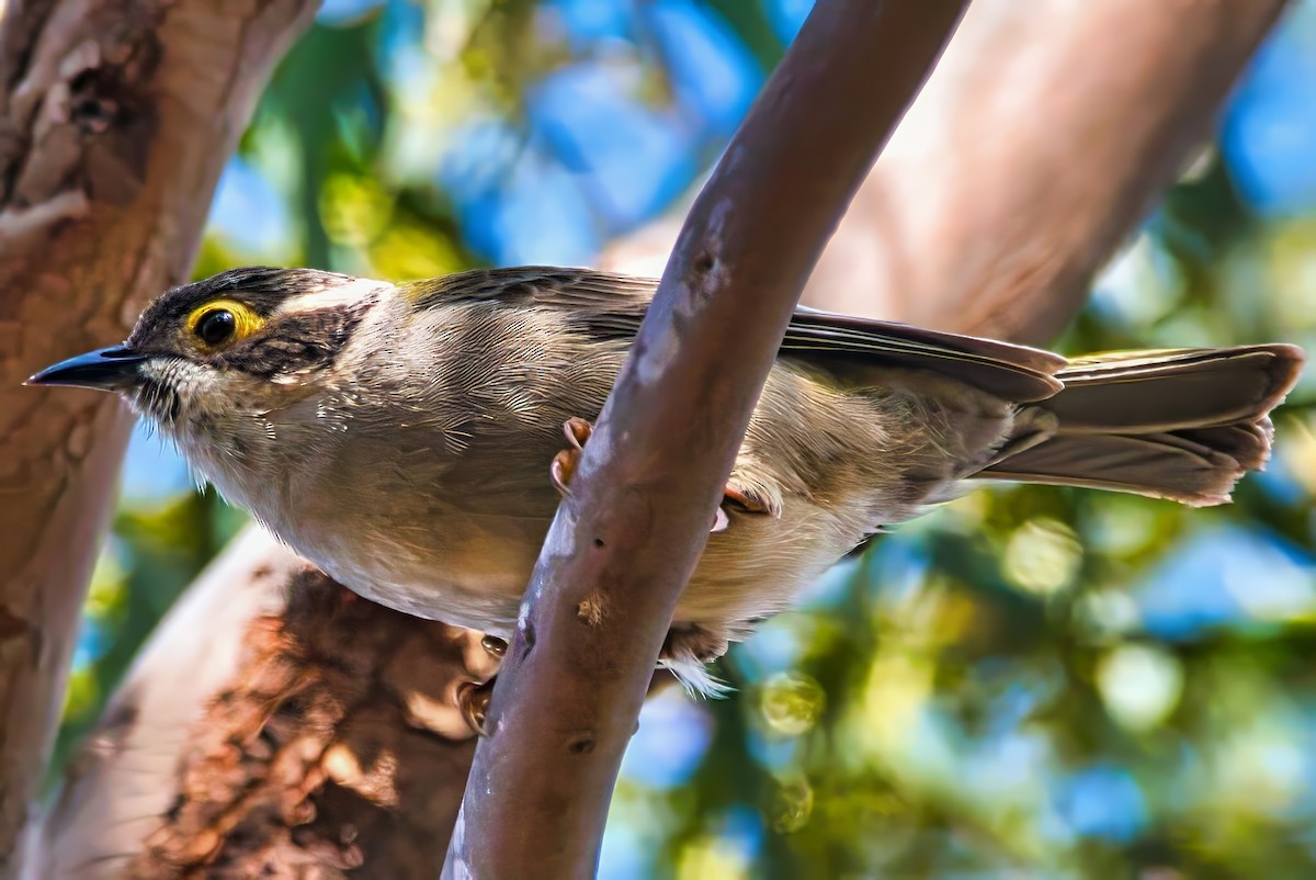 Brown-headed Honeyeater - ML641474799