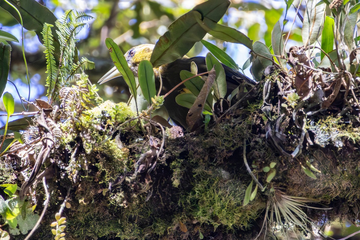 Dusky-green Oropendola - ML641474860