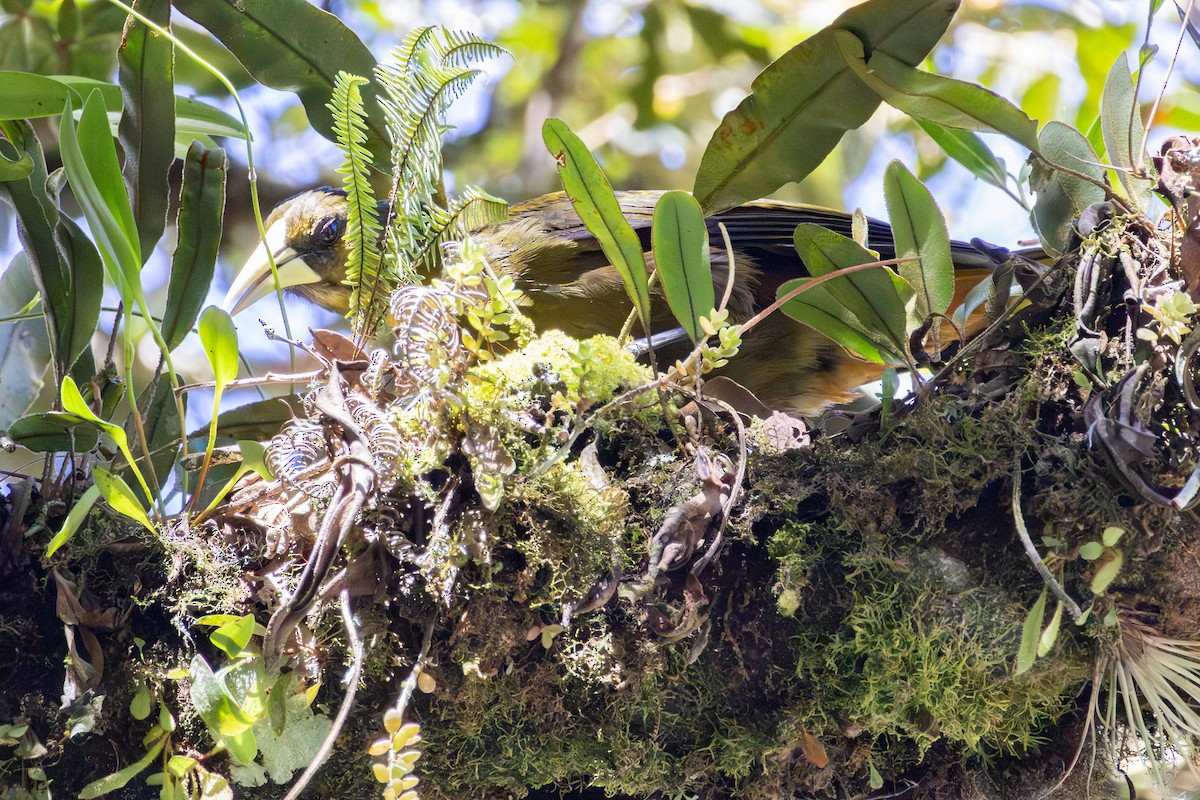 Dusky-green Oropendola - ML641474861