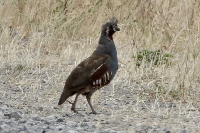 Dağ Kolini - ML641474863