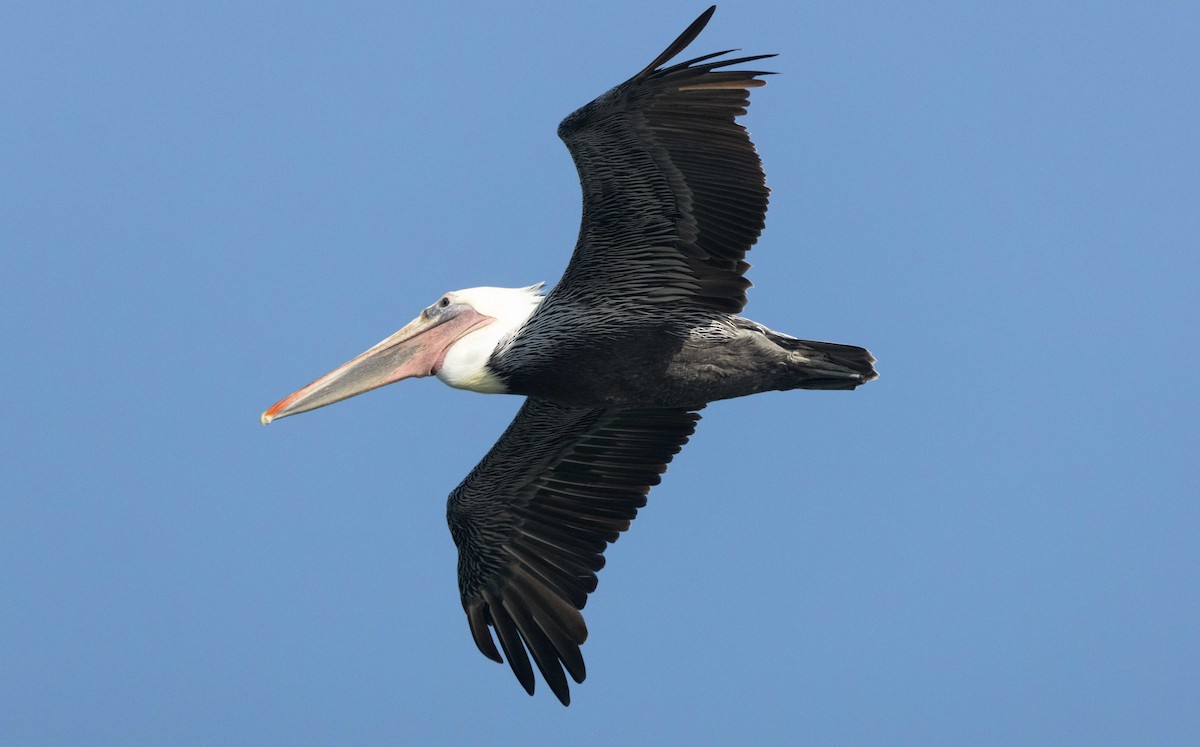 Brown Pelican - ML641474864