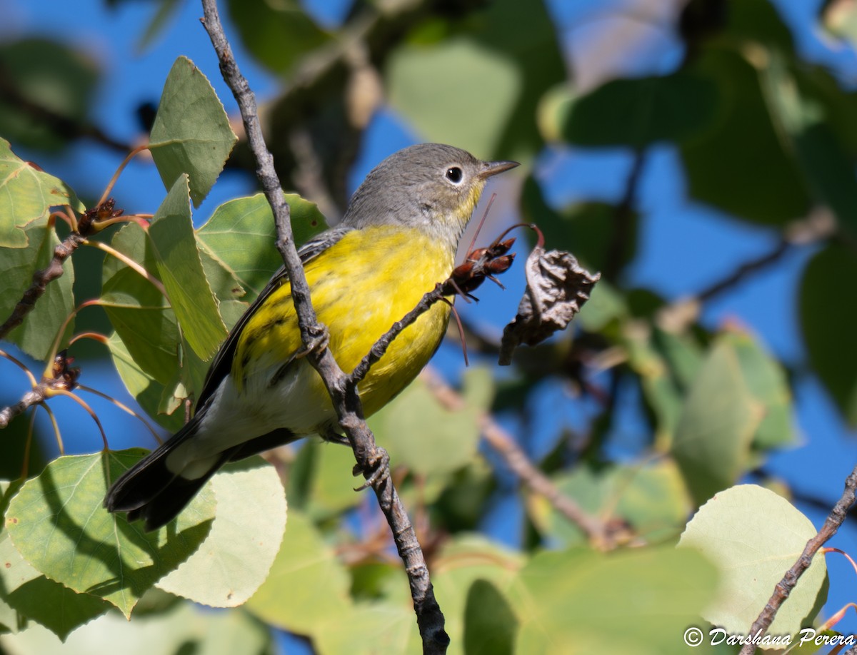 Reinita de Magnolia - ML641474866