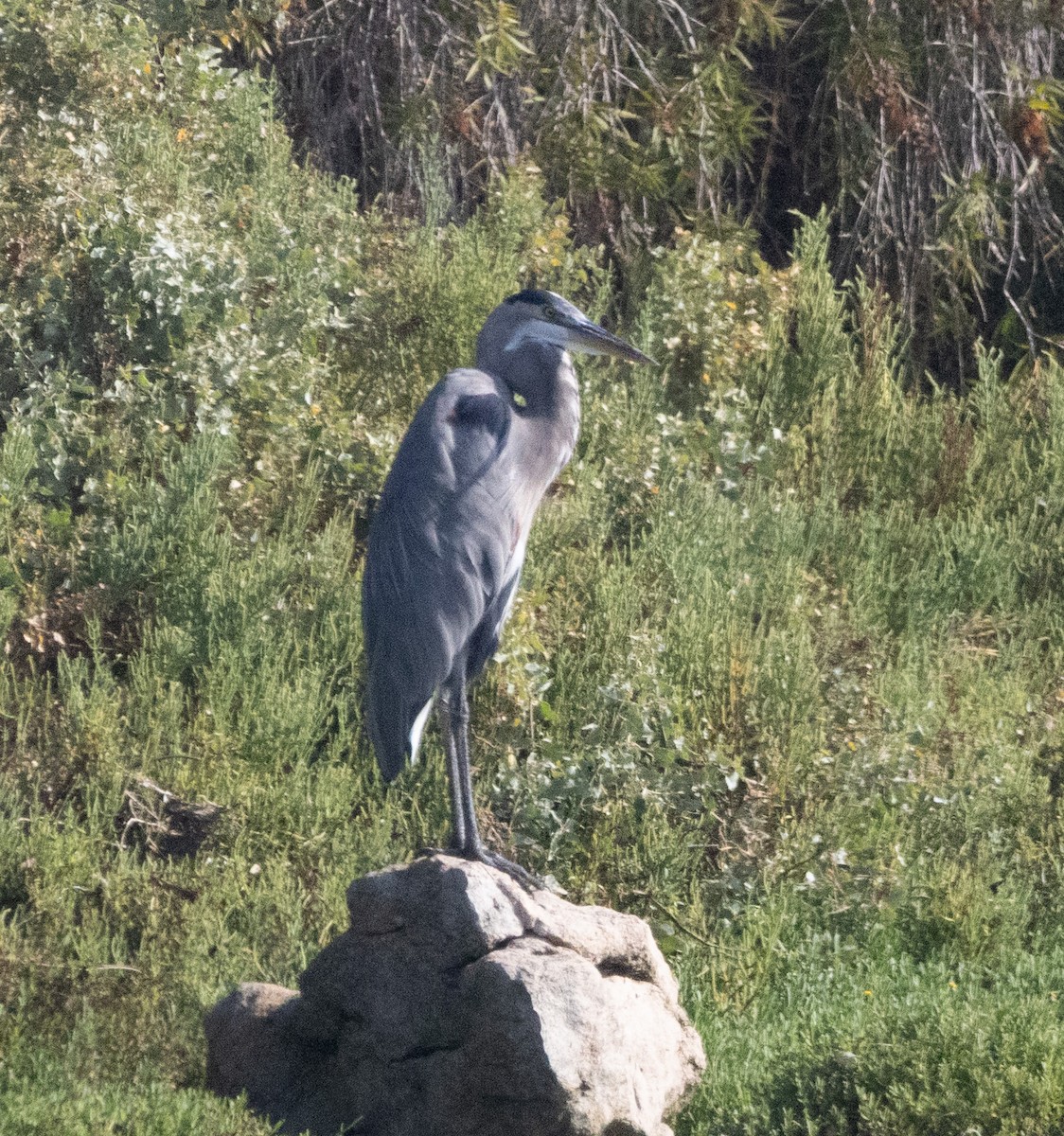 Great Blue Heron - ML641474873