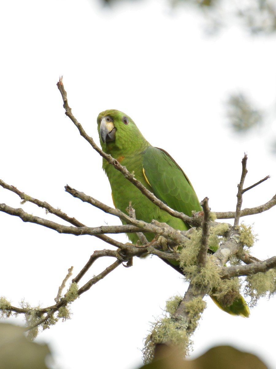 Scaly-naped Amazon - ML641474874