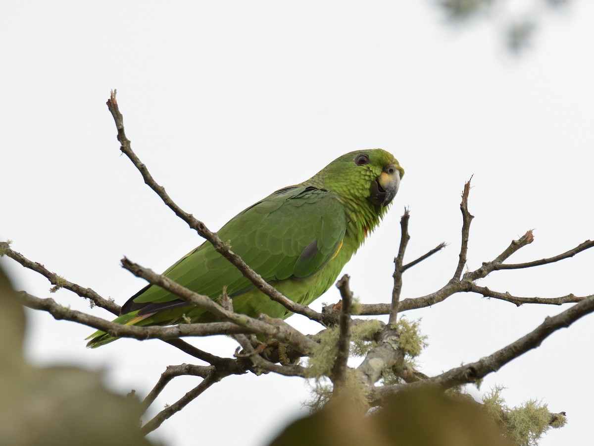 Scaly-naped Amazon - ML641474876