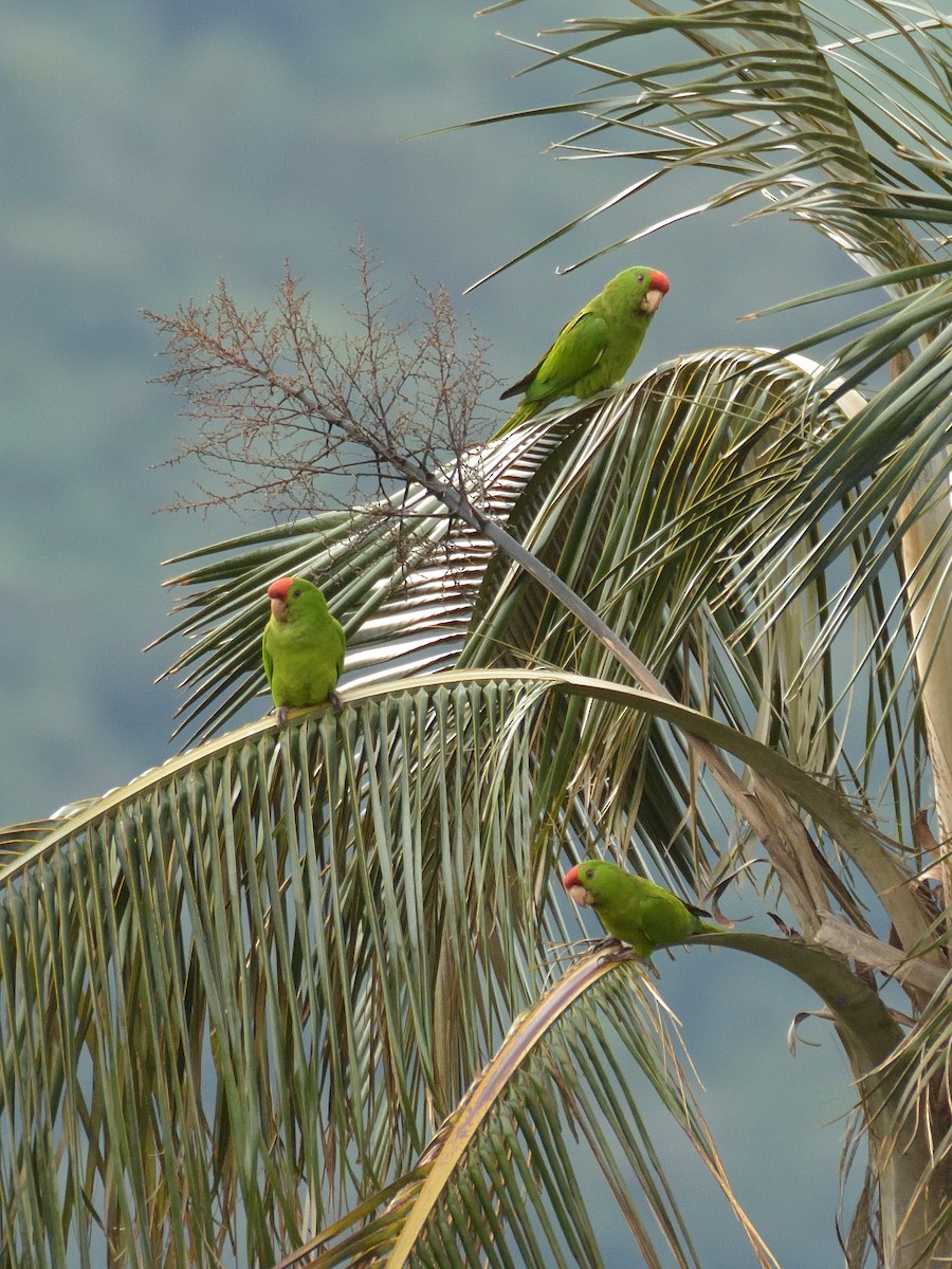 Scarlet-fronted Parakeet - ML641474882