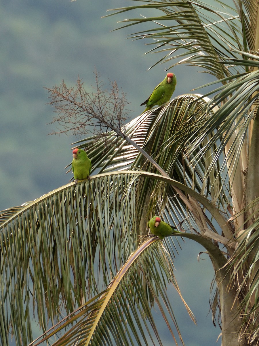 Scarlet-fronted Parakeet - ML641474883
