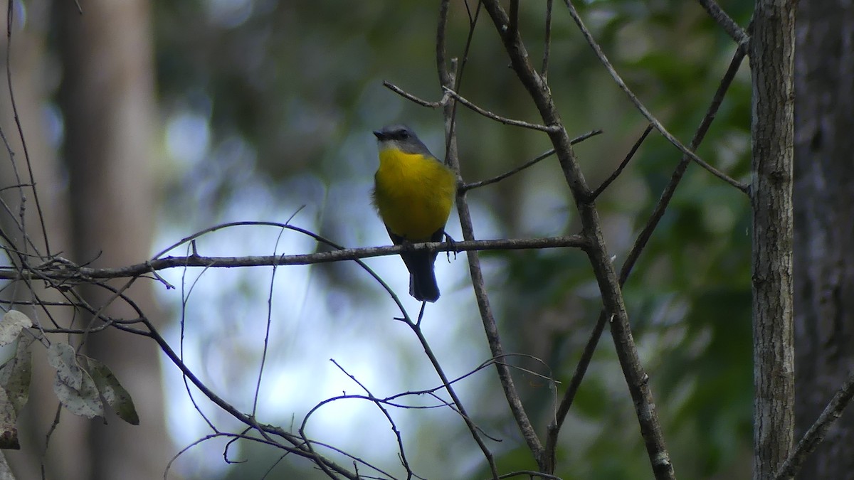 Eastern Yellow Robin - ML641474899