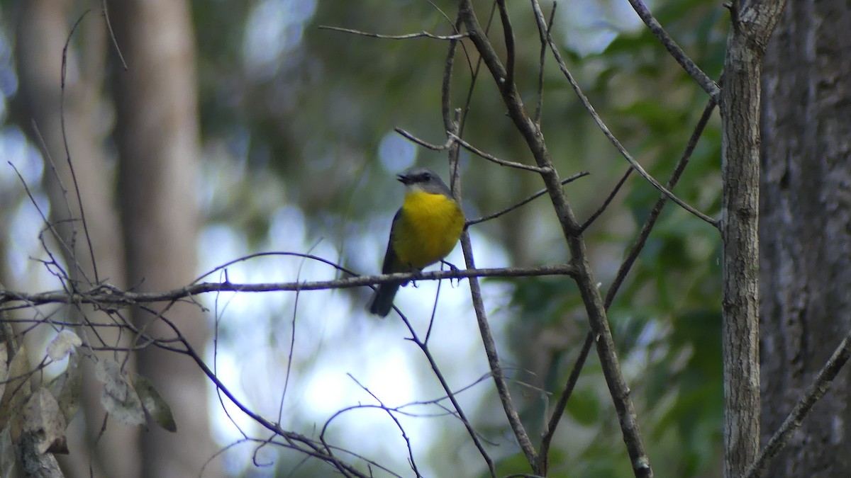 Eastern Yellow Robin - ML641474900