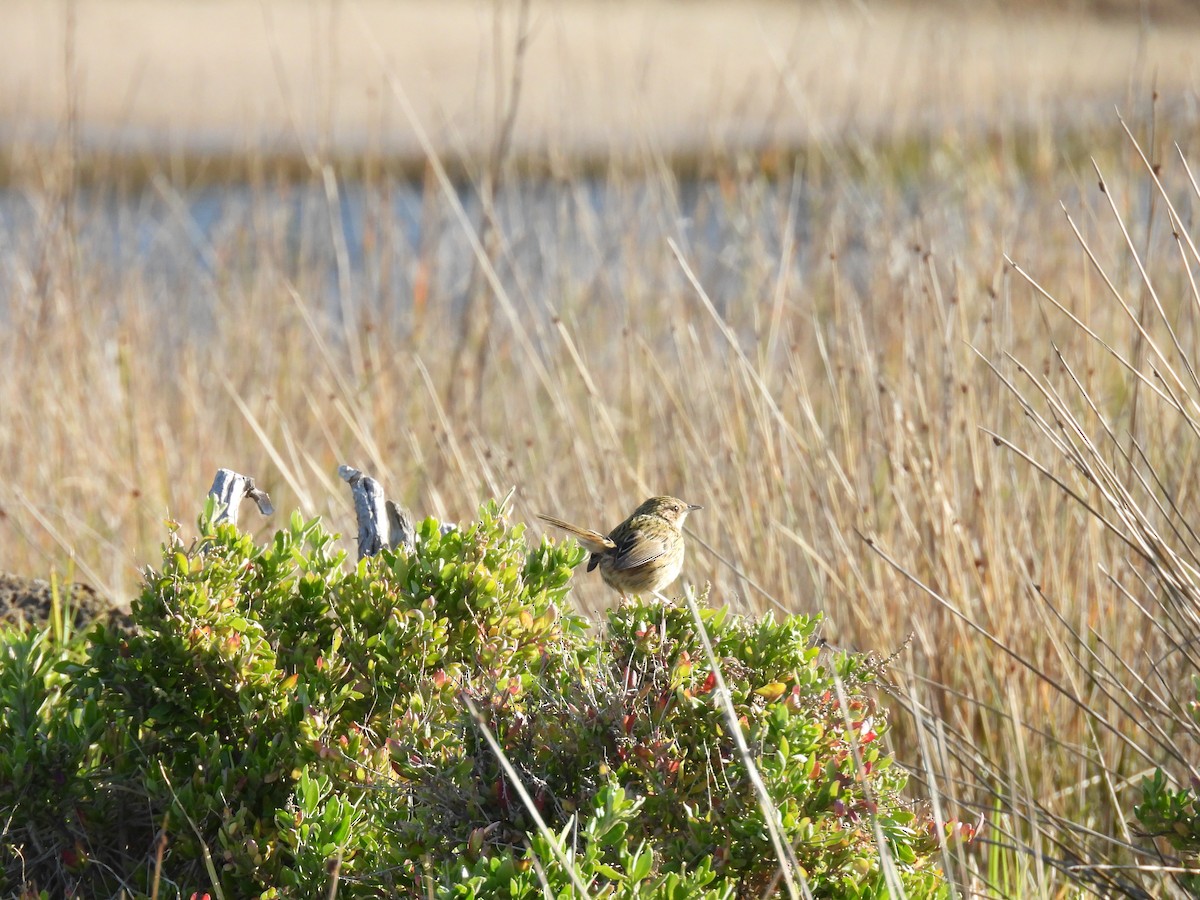 Striated Fieldwren - ML641474905