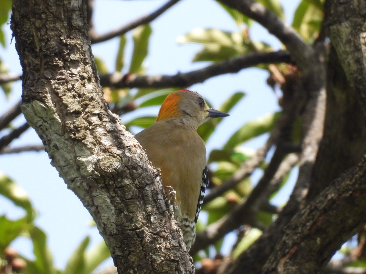 Hoffmann's Woodpecker - ML641474916