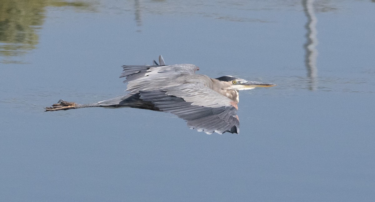 Great Blue Heron - ML641474925