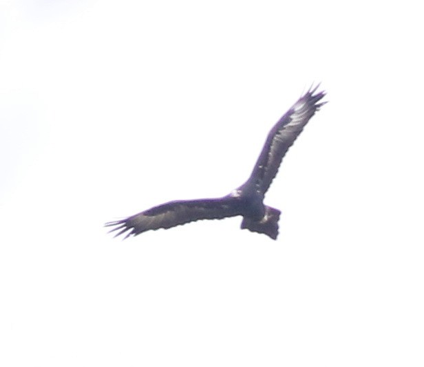 Aigle d'Australie - ML641474931