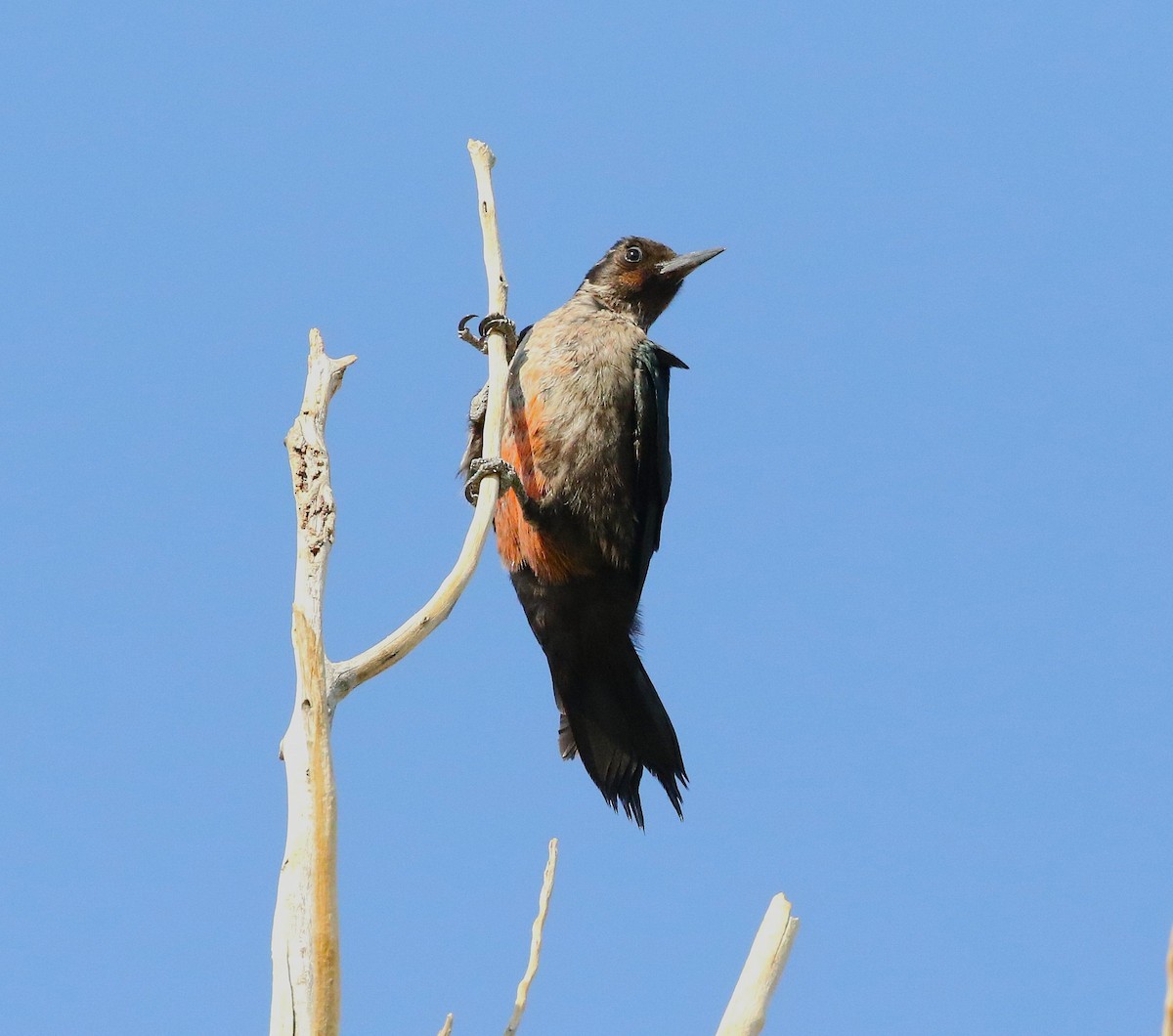 Lewis's Woodpecker - ML641474936