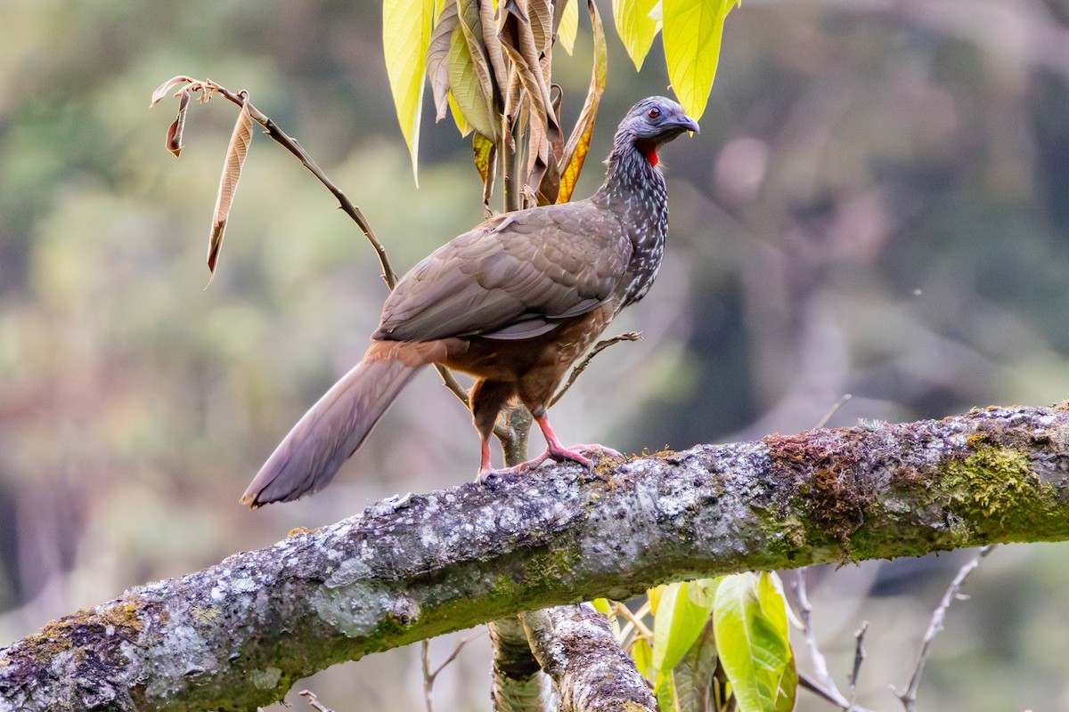 Andean Guan - ML641474940