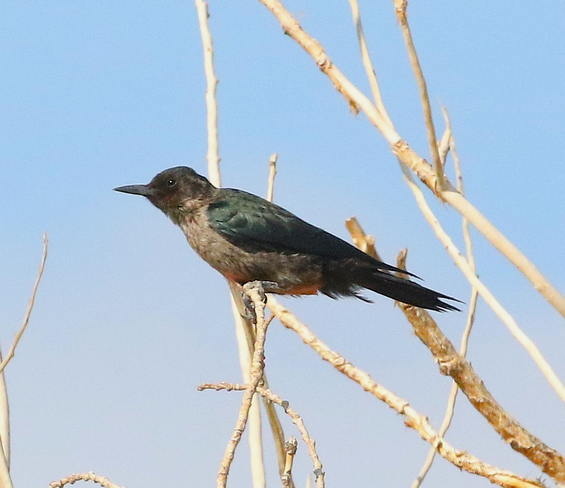 Lewis's Woodpecker - ML641474943