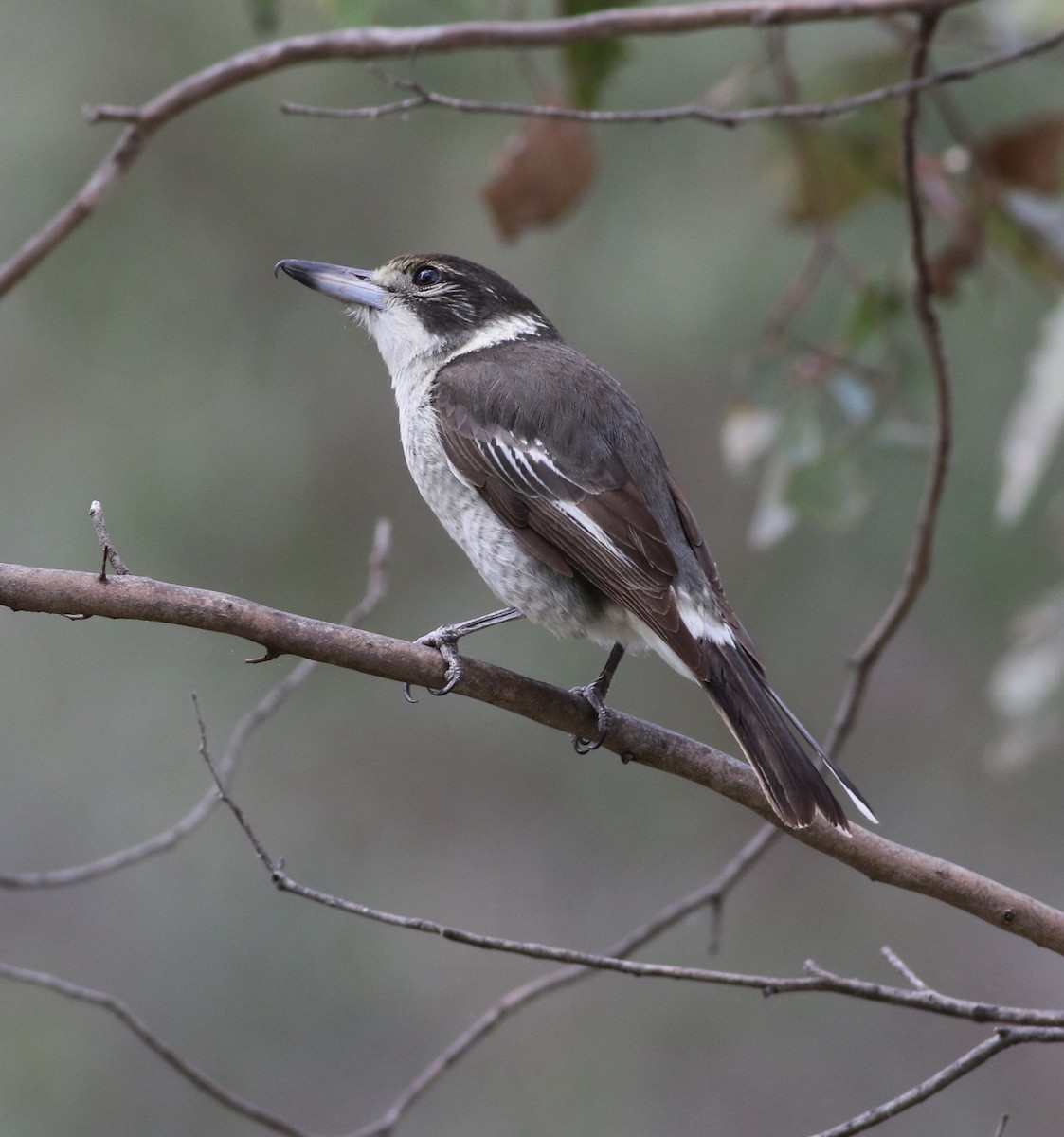 Gray Butcherbird - ML641474966