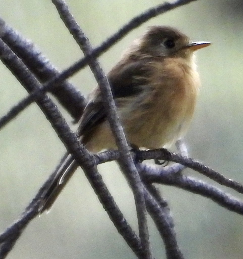 Buff-breasted Flycatcher - ML641475015