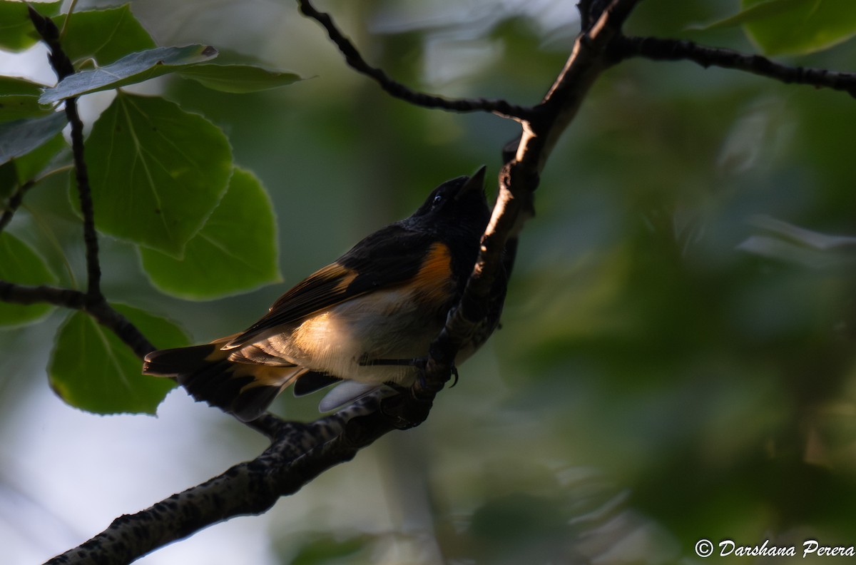 Candelita Norteña - ML641475018