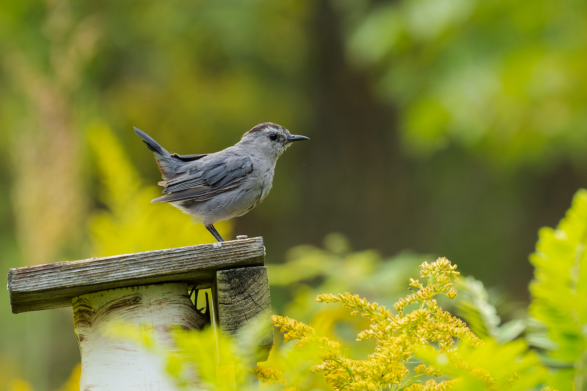 Gray Catbird - ML641475023