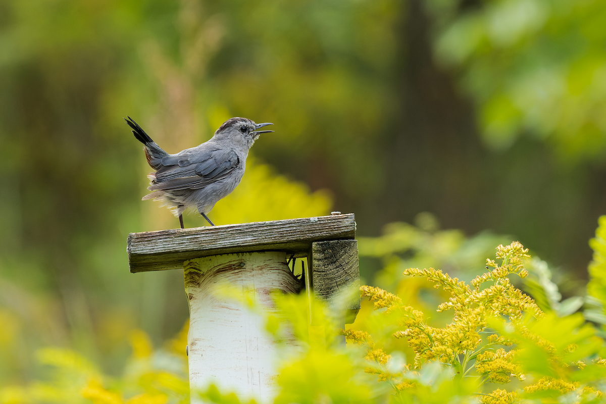 Gray Catbird - ML641475024