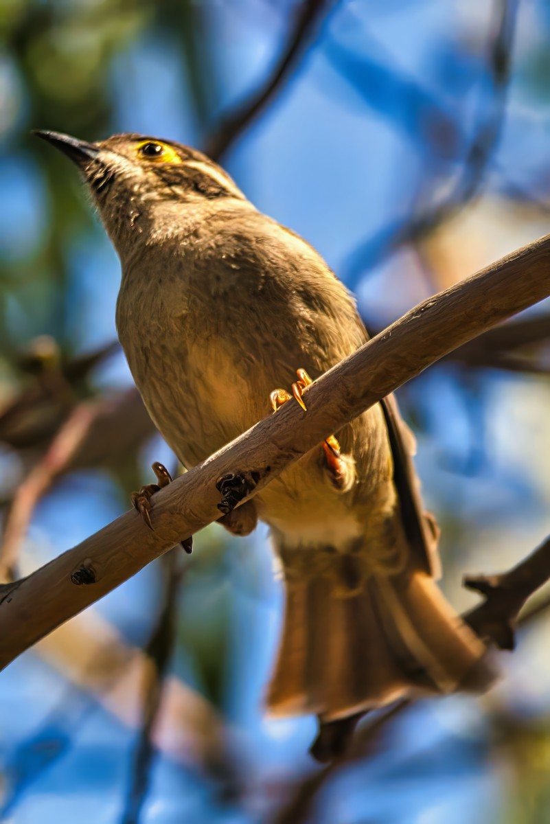 Brown-headed Honeyeater - ML641475029